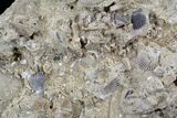 Huge, Fossil Sand Dollar (Albertella) - Maryland #23217-3